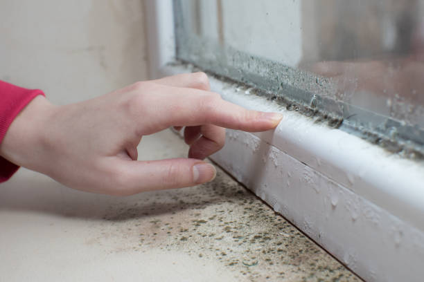 Trusted Potomac Heights, MD Mold Removal Experts