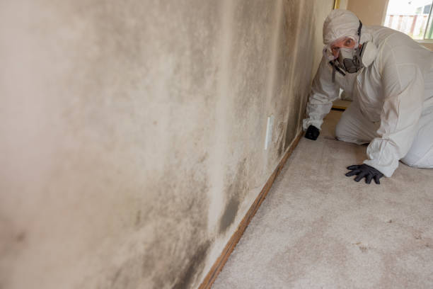 Best Real Estate Mold Inspection  in Potomac Heights, MD